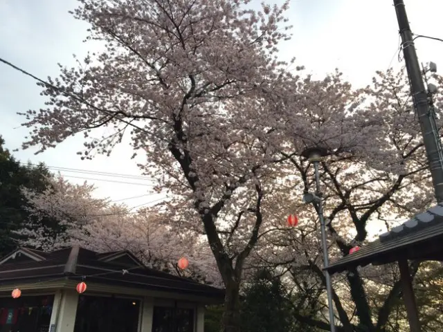 桜・ツツジで有名な愛媛県四国中央市の三島公園へ行ってきました〜。