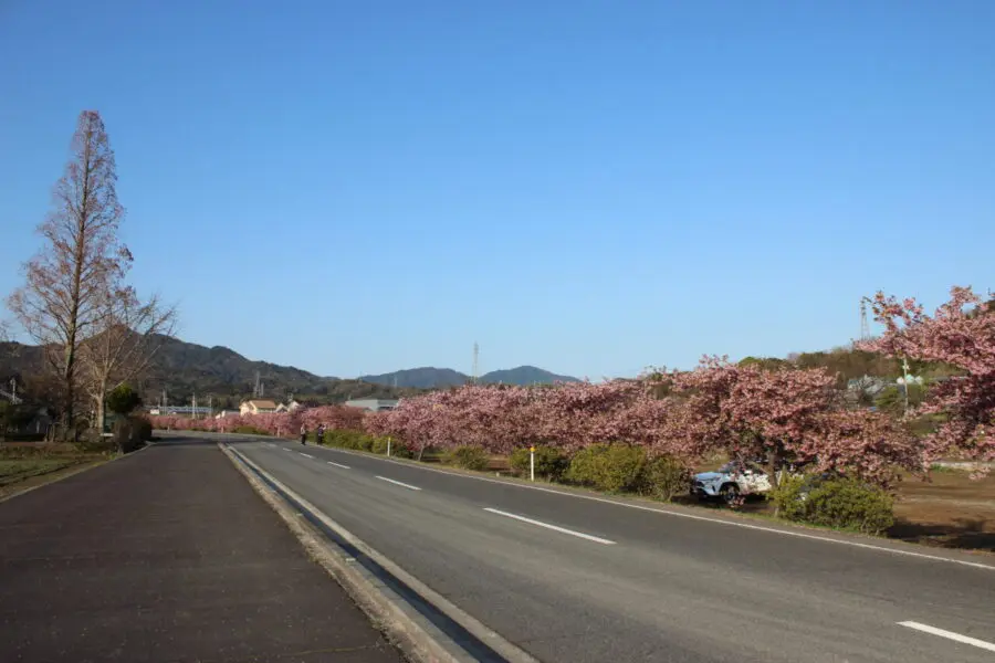 ソメイヨシノより早く満開を迎えた、香川県東かがわ市の『湊川河津桜ロード』を訪問ッ！
