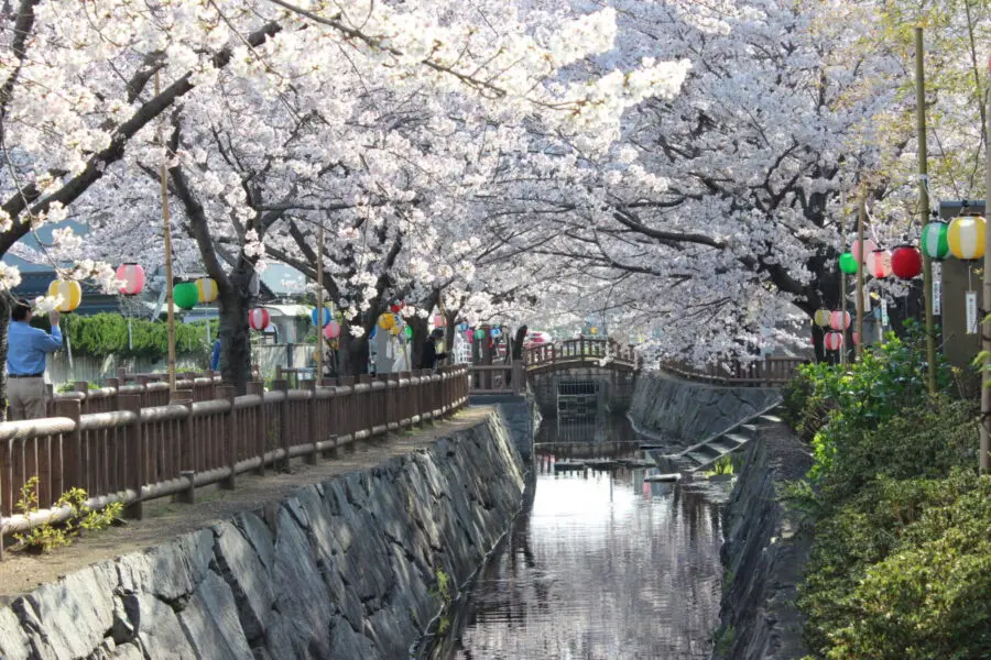 夜桜ライトアップの水面に映る桜が美しいと話題の香川県高松市『鹿の井出水（しかのいですい）』を訪問ッ！