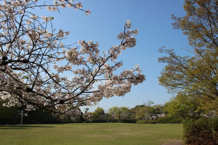 芝生と桜のコントラストが美しい！香川県高松市仏生山町にある『仏生山公園』の西側エリア訪問ッ！