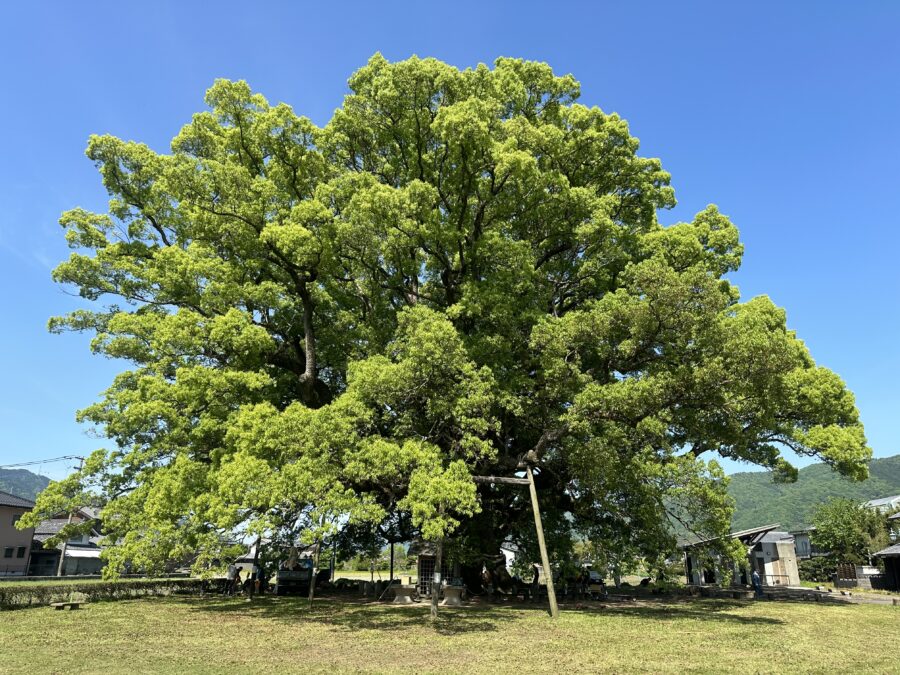 徳島県三好郡東みよし町にある樹齢1,000年超の巨木「加茂の大クス」を訪問ッ！